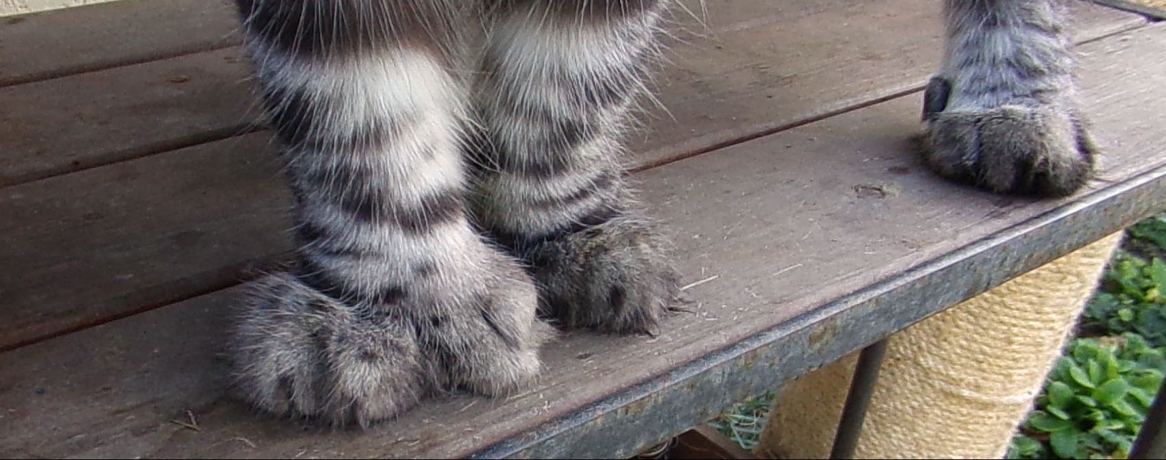 polydactylie