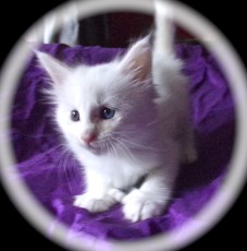 Maine Coon - Femelle polydactyle - Robe Blanche