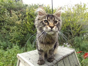 Lobelia - Maine coon brown blotched tabby non polydactyle