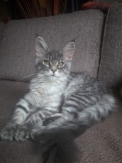 Maine coon - femelle - Robe blue silver spotted tabby