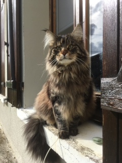 Maine Coon - Meco