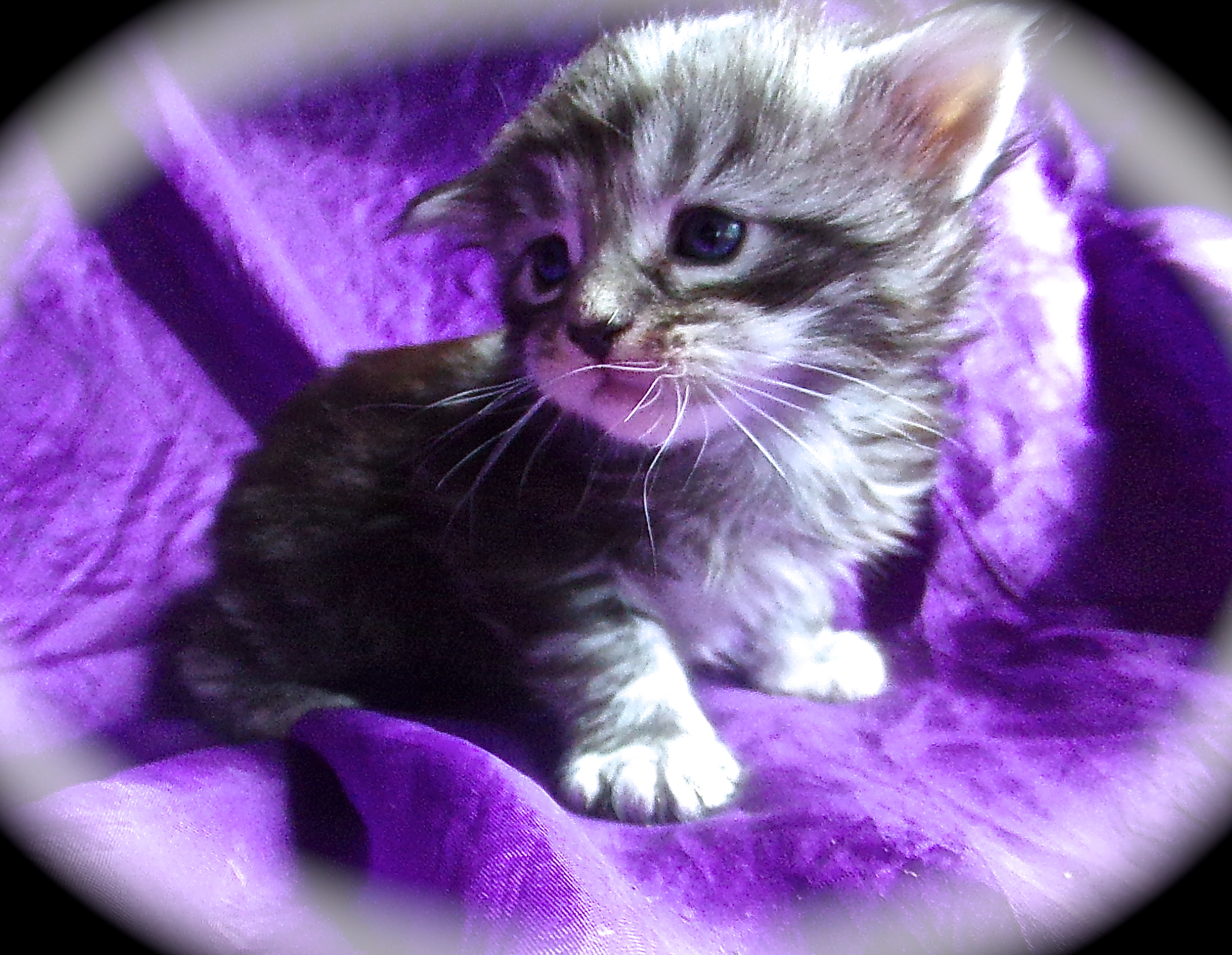 Femelle Maine Coon Robe Black silver blotched tabby Yeux vert à or Non polydactile