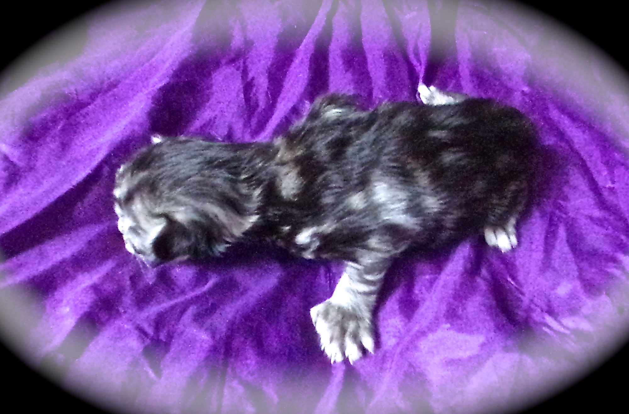 Femelle Maine Coon Robe Black Silver Tabby Yeux or à vert Polydactile