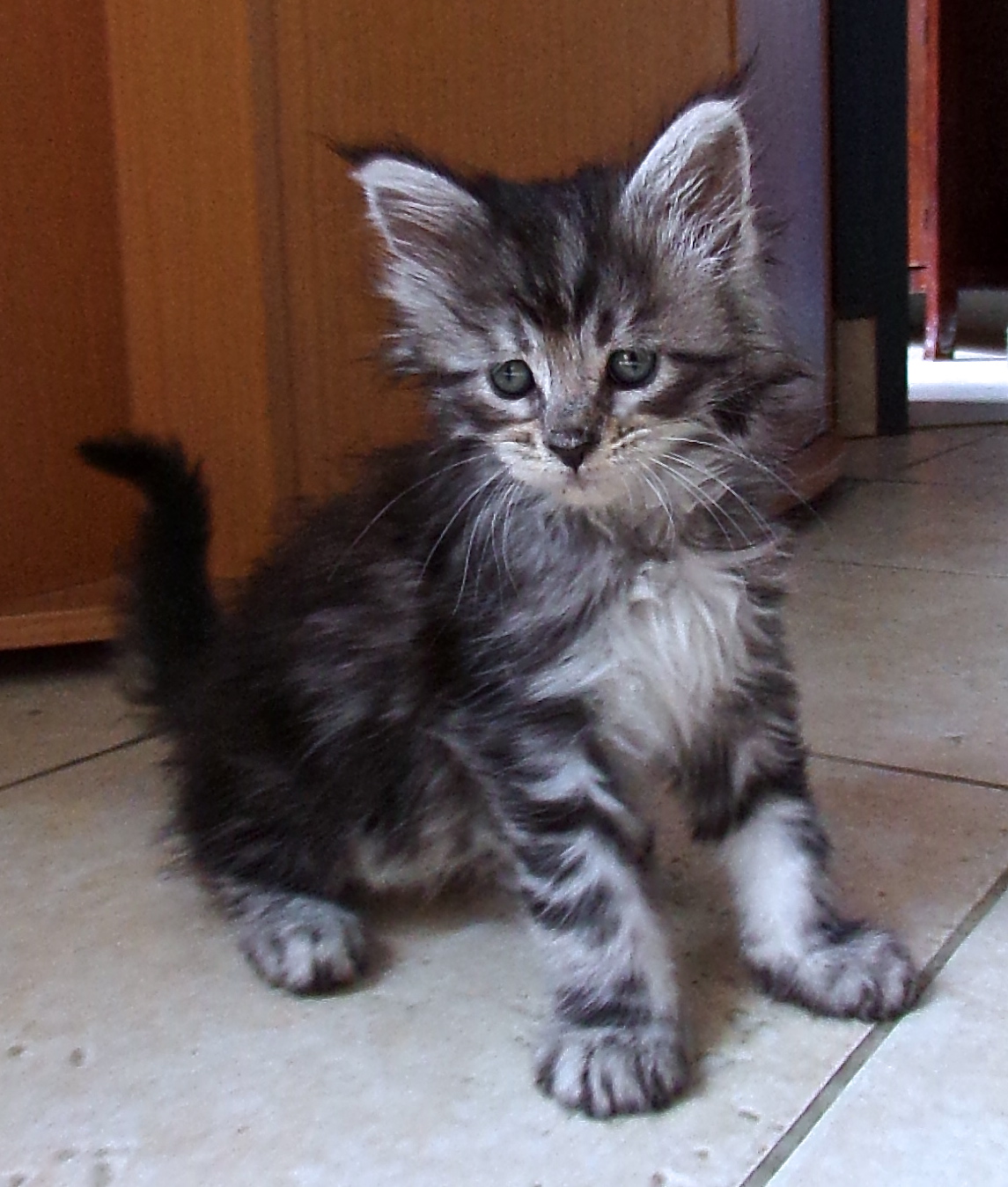 Maine Coon - Femelle Black silver blotched tabby