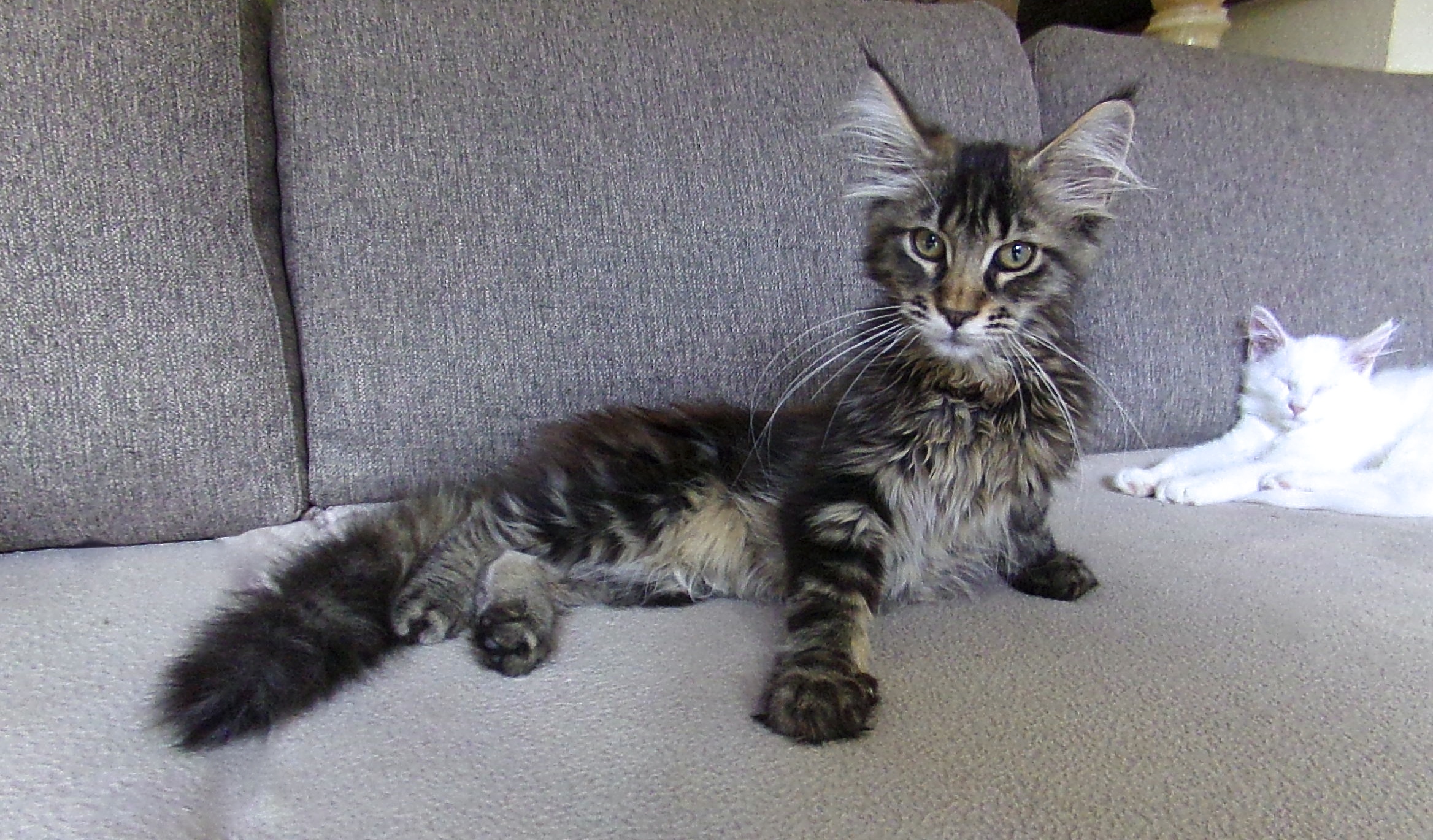 Lobelia - Maine coon brown blotched tabby non polydactyle